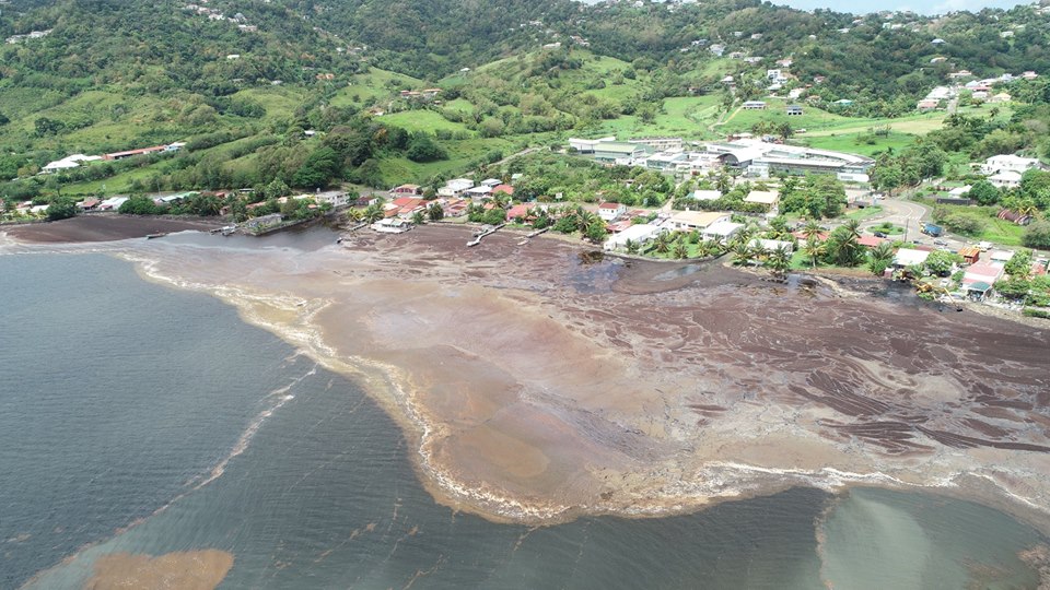 Invasion des algues sargasses dans la ville du Robert en Martinique© Ville du Robert