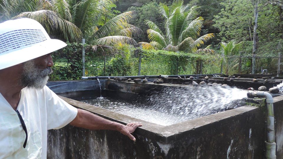 Un élevage d'écrevisses au Carbet, en Martinique ©Ville du Carbet